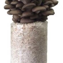 3lb Grow Your Own Oyster Mushroom Kits  - On Sale until Nov. 28th!